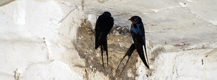 Vlaštovky obecné u hnízda Foto: Depositphotos