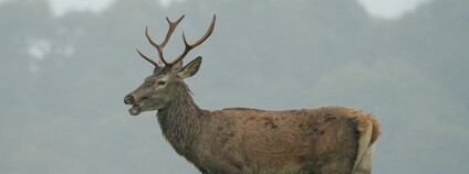 Jelen evropský Foto: Depositphotos