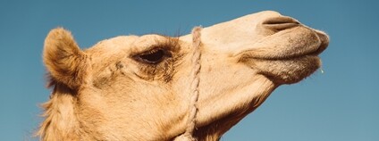 Velbloud Foto: Depositphotos