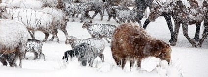 Zasněžený dobytek Foto: ChinaImages Depositphotos