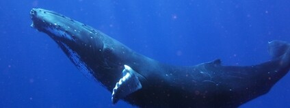 Plejtvák obrovský Foto: Depositphotos