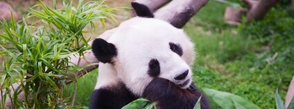 Panda velká Foto: Depositphotos