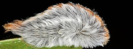 Housenky severoamerických motýlů druhu Megalopyge opercularis Foto: Depositphotos