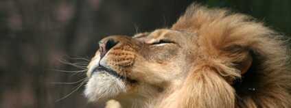 Lev Foto: Depositphotos