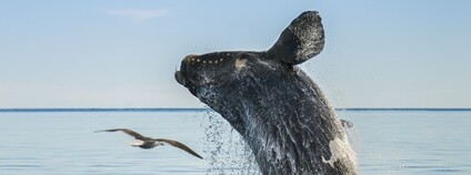Velryba jižní a racek Foto: Depositphotos