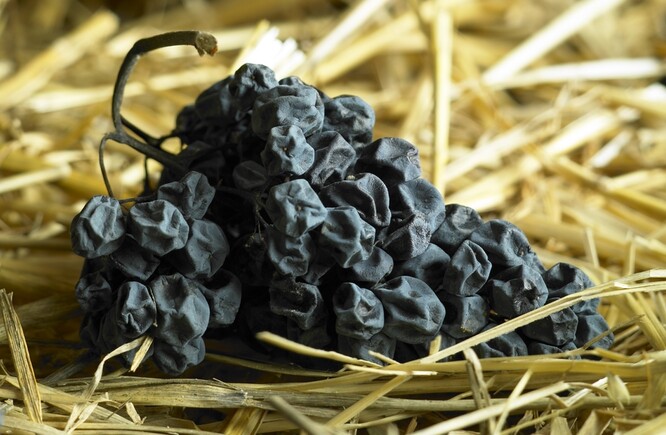 Na slámové víno se hodí odrůdy s pevnější slupkou, záleží ale na celkovém zdraví hroznů.