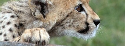 Gepard Foto: Depositphotos