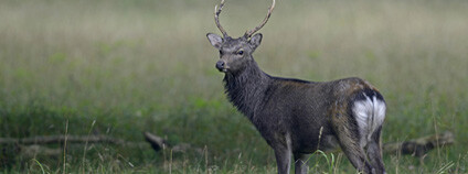 Jelen sika v Dánsku. Foto: Depositphotos