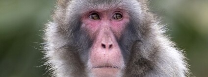 Makak v Japonsku Foto: Depositphotos