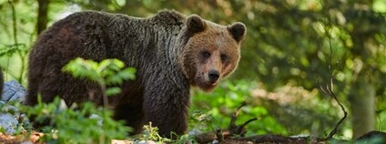 Medvěd hnědý Foto: Depositphotos