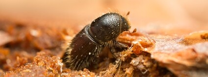 Lýkožrout smrkový Foto: Depositphotos