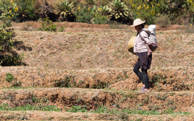 Tento výzkum je prvním krokem k pochopení toho, proč nenarozené děti trpí, když jsou nastávající matky stresovány horkem.
