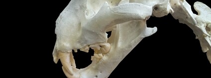 Tygří lebka Foto: Depositphotos