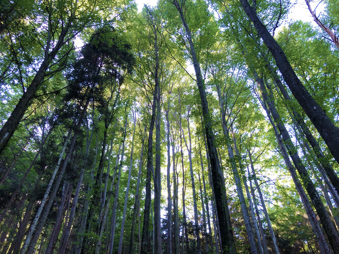 Ústředním bodem Miyawakiho návrhu jsou lesy nenáročné na péči. Rozměry nenápadné, ale kvantitou stromů a rozmanitostí druhů docela bohaté. A mohou vznikat okamžitě, s malou dopomocí v podobě trochy dodaného substrátu, prakticky kdekoliv. Ilustrační foto
