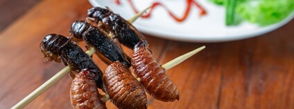 Hmyz na talíři Foto: Depositphotos