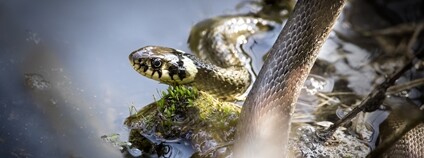 Užovka obojková Foto: Depositphotos