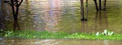 Zaplavená zeleň Foto: blasbike Depositphotos