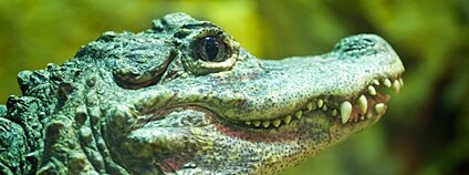 Aligátor čínský Foto: Depositphotos