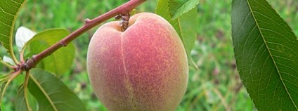 Broskev Foto: Depositphotos