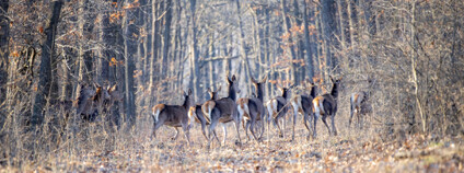 stádo zvěře v lese Foto: Depositphotos