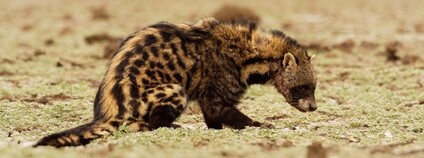 Cibetka africká Foto: Depositphotos