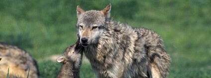 Vlčice a vlče Foto: Depositphotos