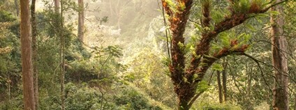 Rwandský deštný prales Nyungwe Foto: Depositphotos