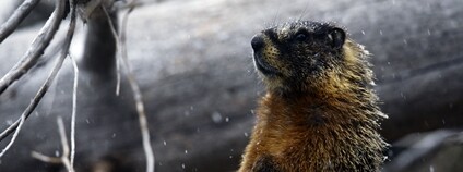 Svišť Foto: Depositphotos