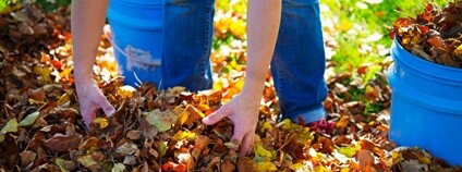 Žena sbírající na zahradě podzimní listí Foto: Depositphotos