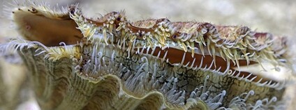 Hřebenatka svatojakubská Foto: Depositphotos