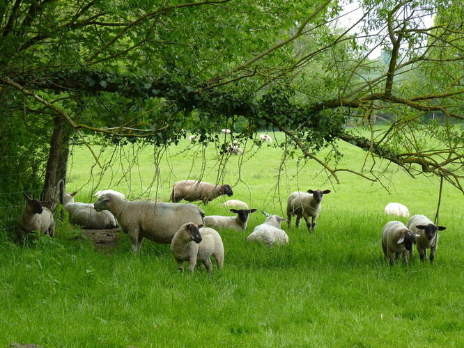 Agrolesnictví kombinuje pěstování dřevin s pěstováním zemědělských plodin nebo s chovem hospodářských zvířat na jednom pozemku.