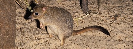 Klokánek králikovitý Foto: Depositphotos