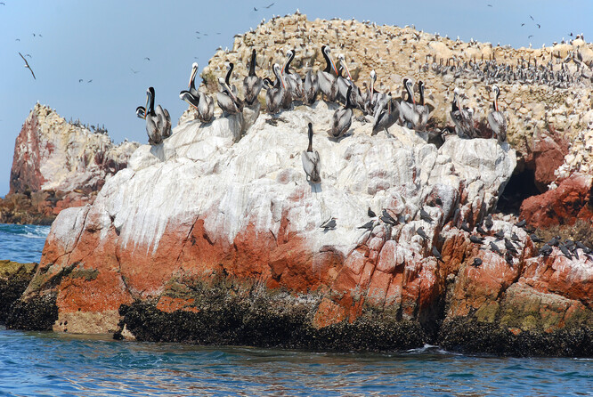 Guáno je velmi dobré hnojivo, ale jeho přírodní zdroje jsou omezené.
