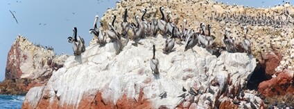 Ptáci v Peru Foto: Depositphotos