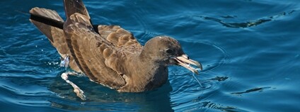 Buřňák světlonohý Foto: Depositphotos
