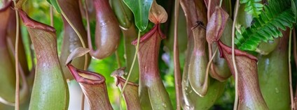 Masožravá láčkovka Foto: Depositphotos