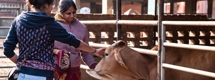 Ženy v Indii hladí krávu Foto: Depositphotos