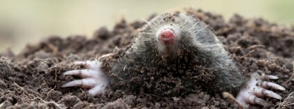 Foto: chinhector / Depositphoto