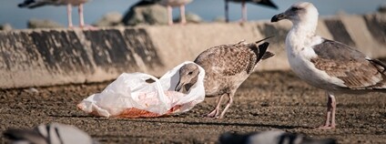 Racek s hlavou v plastovém sáčku Foto: Depositphotos