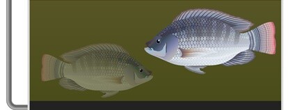 Obrázek principu akvaponie Foto: Depositphotos