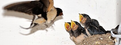 Vlaštovka krmí svá mláďata v hnízdě Foto: Depositphotos