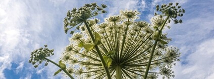Bolševník Sosnowského Foto: Depositphotos