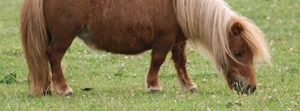 Shetlandský pony Foto: Depositphotos