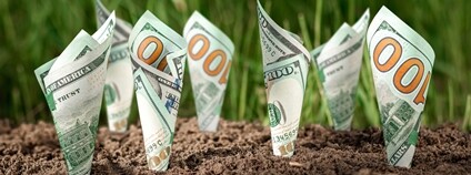 Grafika: Peníze rostoucí z půdy Foto: Depositphotos