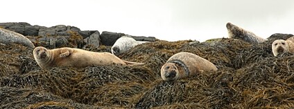 Tuleň obecný Foto: Depositphotos