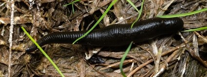 Pijavka lékařská Foto: Depositphotos