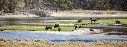 Bizoni u vody v Yellowstone Foto: Depositphotos