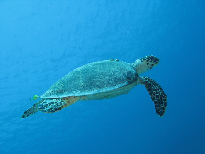 Mořské želvy tráví téměř celý život v oceánu s výjimkou krátké doby po vylíhnutí nebo kladení vajec. Díky tomu mohou želvy posloužit jako "indikátory znečištění oceánu".