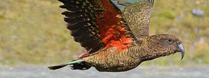 Papoušek nestro kea Foto: Depositphotos