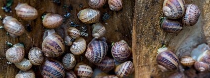 Šnečí farma Foto: Depositphotos